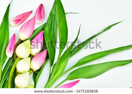 Pink lotus bud, green lotus flower decorated with green ornamental leaves placed on a white background.