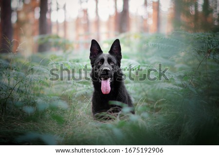 Black German shepherd in forest
