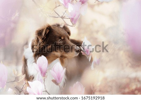 Australian shepherd and magnolia tree