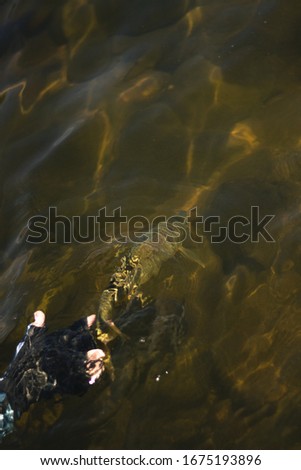 Fish being released into a river