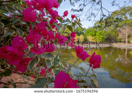 Pink bougainvillea flowers near the lake in park in Kuah, Langkawi island, Malaysia