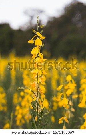 Close up fresh yellow Sunhemp (Crotalaria junce) in the evening for background. The leaves have many protein for soil or used as animal feed.
