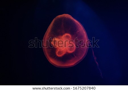The jellyfish is swimming in the dark sea.