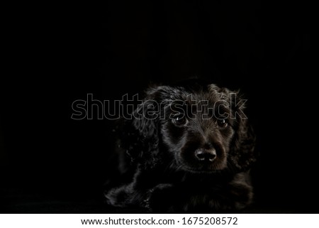 black dog in the black room