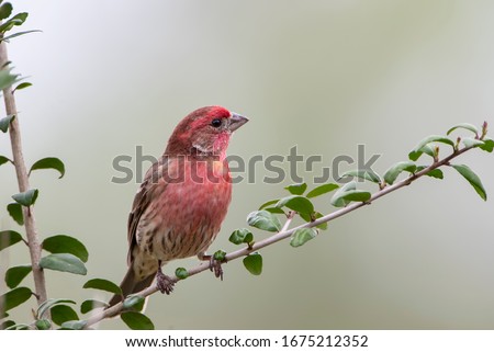 Male House Finch Perched on Yaupon Holly Branch in March in Louisiana Royalty-Free Stock Photo #1675212352