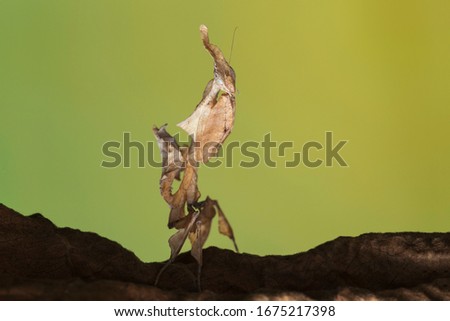 Mantis - Hymenopus coronatus- Phyllocrania paradoxa 