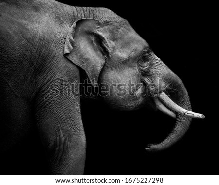 An elephant from side 6 January 2019 at Safari Indonesia