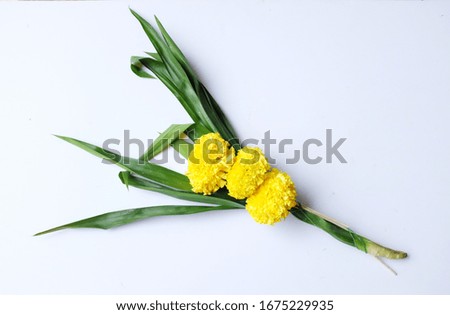 fresh flower sets made of yellow marigold on a white background