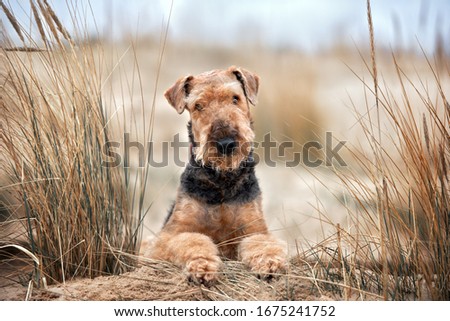 airedale terrier dog lying down on the beach Royalty-Free Stock Photo #1675241752