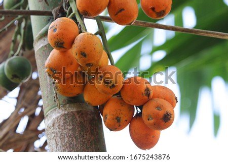 Betel nut orange color freshness on tree grow in the garden at Thailand