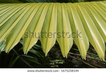 Green palm leaf pattern are a stacked background on the daytime trees in the forest. Concept of leaves and nature. nature provides air and pure water.
