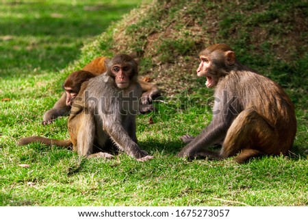 Monkey fight in the park. Animal mammal