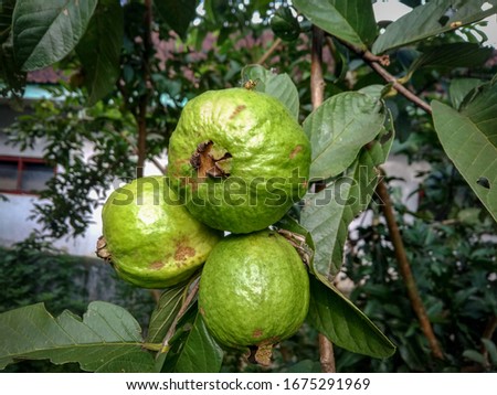 Guava fruit, guava plant grown in tropics, picture use for design, advertising, marketing,and printing