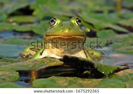 A big edible frog (Rana esculenta syn. Pelophylax kl. esculentus) is sitting on the water chestnut (Trapa natans) leaf. Face to face with a big eyed, big throated, sunbathing,  freshwater amphibia.  Royalty-Free Stock Photo #1675292365