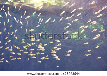 Many fish are swimming in groups.