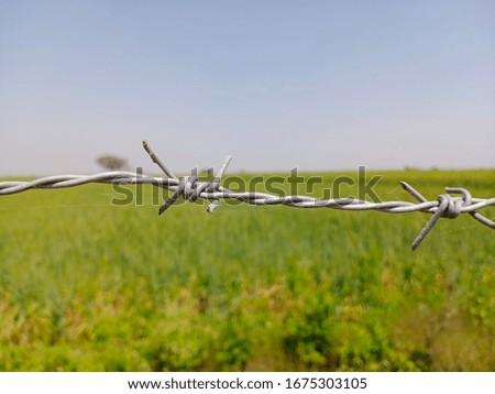 Close up Barbed wire or fence wire , green Background