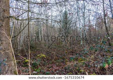 The wilderness of a big forest with thorns and spines Royalty-Free Stock Photo #1675310674