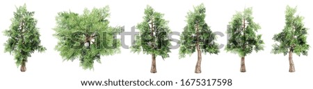 Set or collection of green giantwood trees isolated on white background. Concept or conceptual 3d illustration for nature, ecology and conservation, strength and endurance, force and life