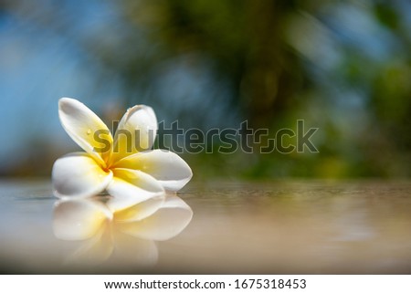 White yellow flower plumeria or frangipani on crystalline water. Spa meditation mood, plumeria or frangipani on peace nature. Spa and wellness background