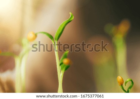 small fresh seed shoot, macro photography, spring time, the awakening of nature
