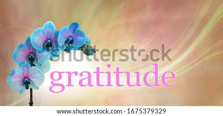 Blue Orchid Floral Gratitude Message  Banner - blue and pink orchid flower heads arcing over the word GRATITUDE on a peach  and pink background with copy space above
