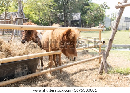 The dwarf horse in the fence