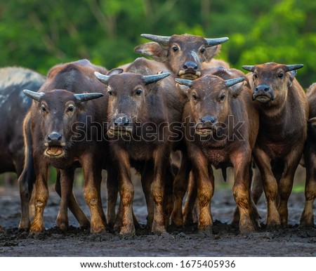 A herd of Asian water buffaloes looks at the photographer for a group picture.