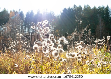 meadow in sunshine. autumn nature 