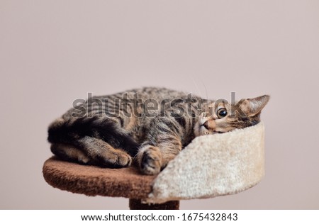 Cat relaxing on perch with brown background