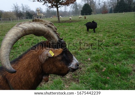 goats and sheep cheerfully eating herba see on a cloudy day