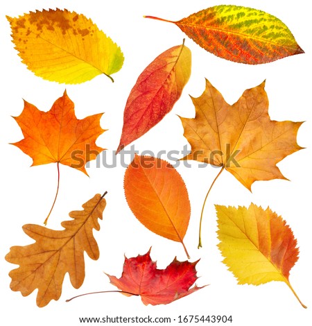 Collection of beautiful colorful autumn leaves isolated on white background Royalty-Free Stock Photo #1675443904