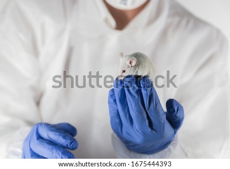 the researcher holds a laboratory mouse in his hand.test with mice