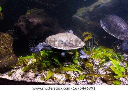 Freshwater aquarium turtle, chrysemis, trachemis and more species in aquarium 

