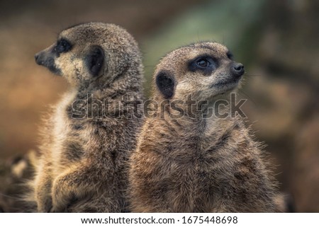 Copuple of Meerkats Suricate standing and staring