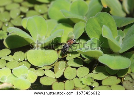 Macro view of Bees Drinking Water in Aquarium Fish Tank  growing with Pistia stratiotes, is often called water cabbage, water lettuce, Nile cabbage, or shell flower