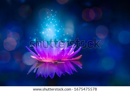 lotus Pink light purple floating light sparkle purple background