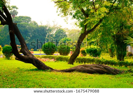 Soil creep fallen tree with curved shape tree trunk lying on ground in Crooked Forest woodland environment. Autumn fall garden front or back yard landscape in a public park. Beauty nature Background.