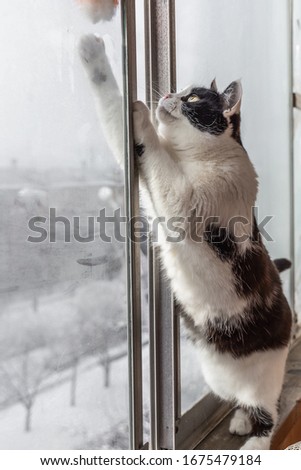 Beautiful adult young black and white cat with big yellow eyes is standing on its hind legs on the balcony in winter