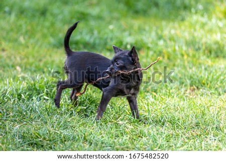 Cute black puppy portrait, Chipoo puppy