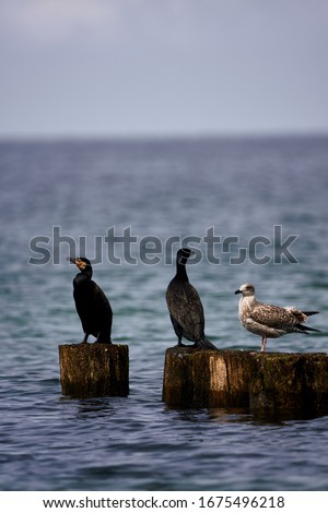 3 Birds sitting on different breakwater, picture was taken during early afternoon