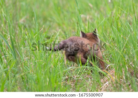 small fox in the green grass