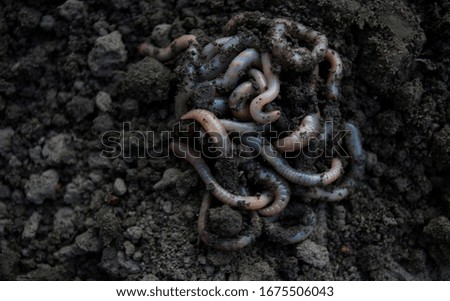 A group of earthworms on earth.