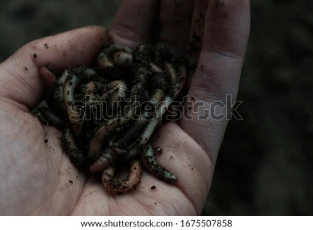 Group of earthworms in a female hand