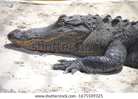A Florida alligator laying on sand with its head and front paw pictured, in an alligator rescue behind a fence.