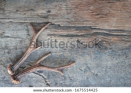 Deer antlers on old wooden background. Space for text, top view