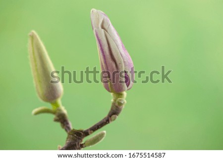 Bloom twig of magnolia  on green blurred background. Macro