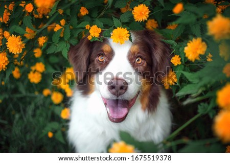 Australian shepherd in the yellow flowers
