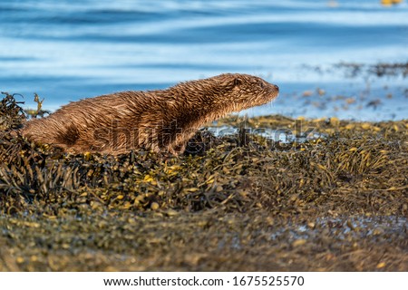 Young European Otter Cub on the shore, waiting expectantly for its mothers return