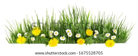 Spring grass with daisy and dandelion flowers isolated on white - Panorama Royalty-Free Stock Photo #1675528705