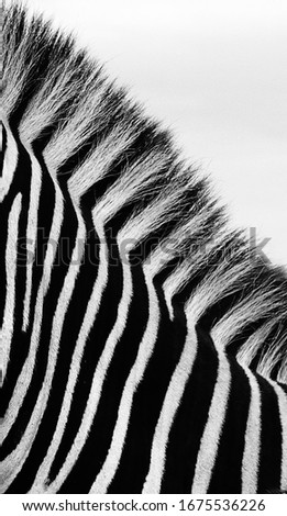 Zebras from the Addo National Park